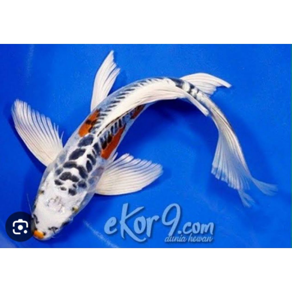 Paket koi metalik slayer sisik naga uk 7-8cm isi 7ekor 35000