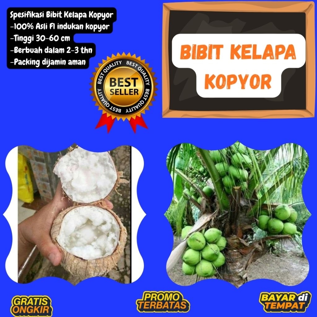 PROMO  Bibit Kelapa Kopyor, Bibit Kelapa Kopyor Asli, Bibit Kelapa Kopyor Bersertifikat