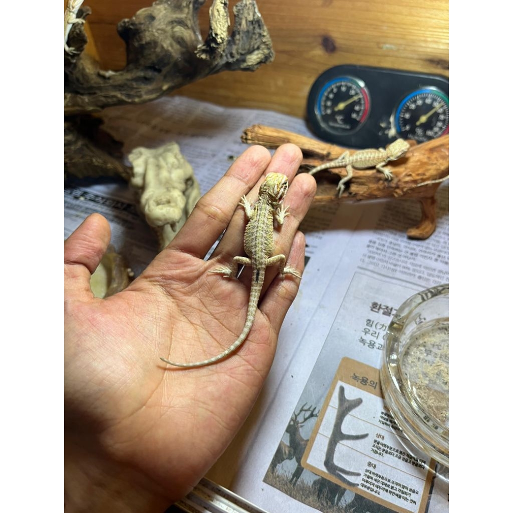 Bearded Dragon Hypo Leatherback