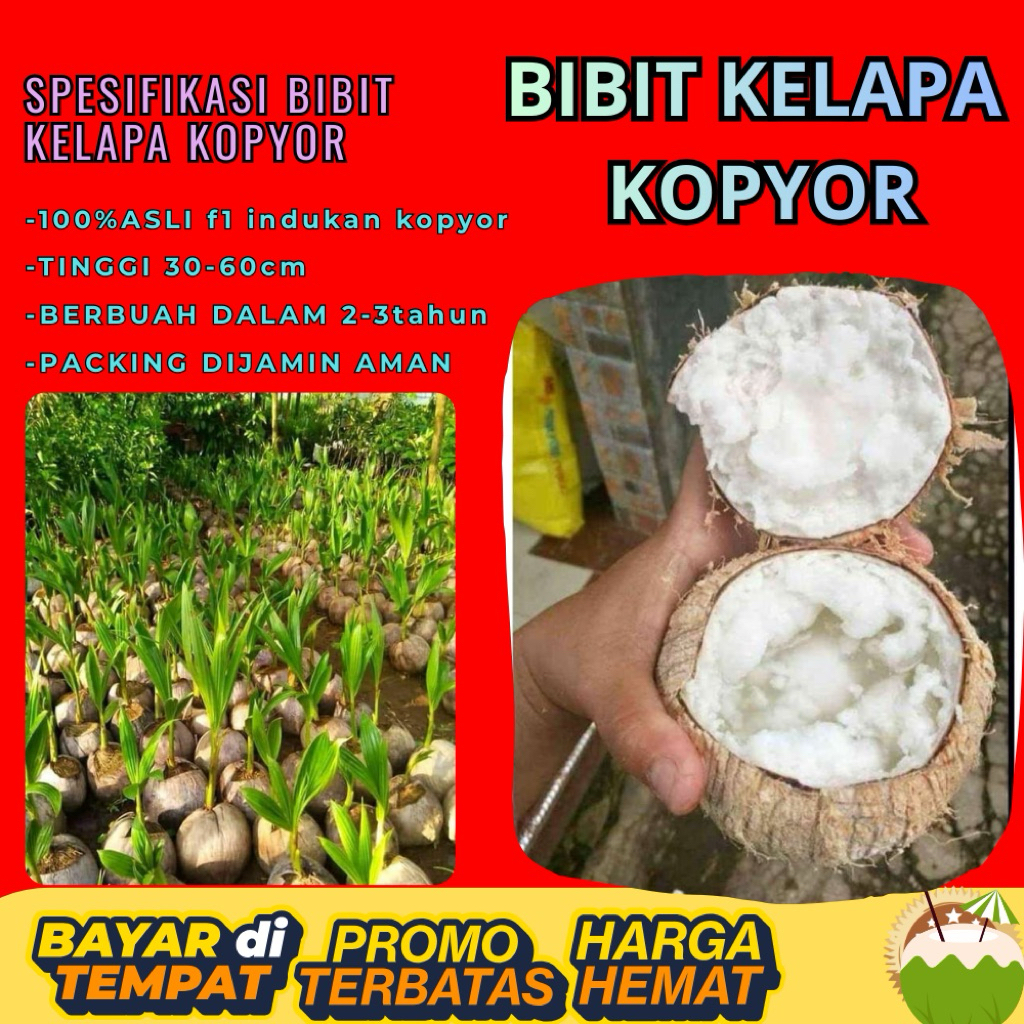 POHON PENDEK  Benih Kelapa Kopyor Kultur Jaringan, Benih Kelapa Kopyor Madu