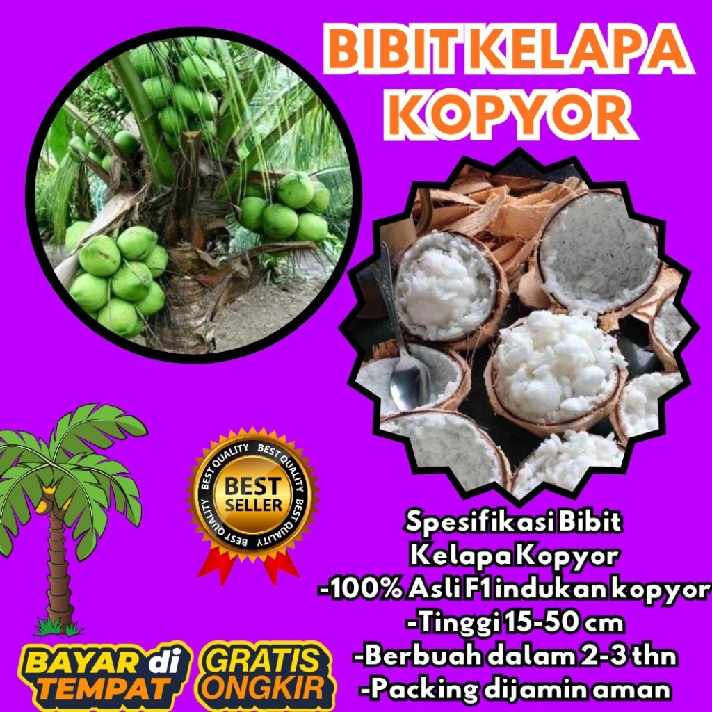 KUALITAS UNGGULAN  Bibit Kelapa Kopyor Madu, Bibit Kelapa Kopyor Super, Bibit Kelapa Kopyor Terdekat