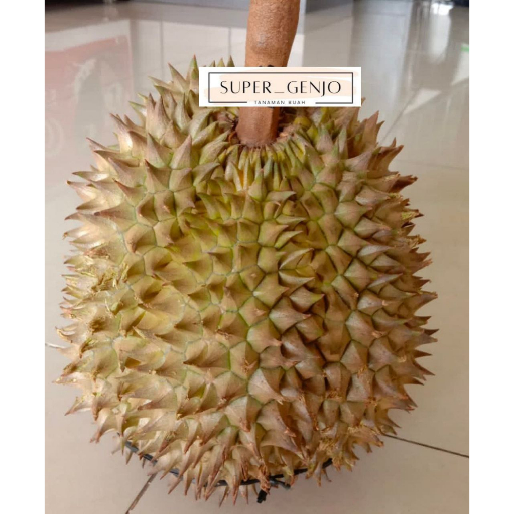 Bibit Durian Petruk Batang Besar Siap Berbuah Okulasi kaki 3