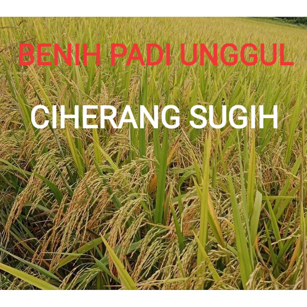 BENIH PADI UNGGUL CIHERANG SUGIH (1KG)- KUALITAS UNGGUL