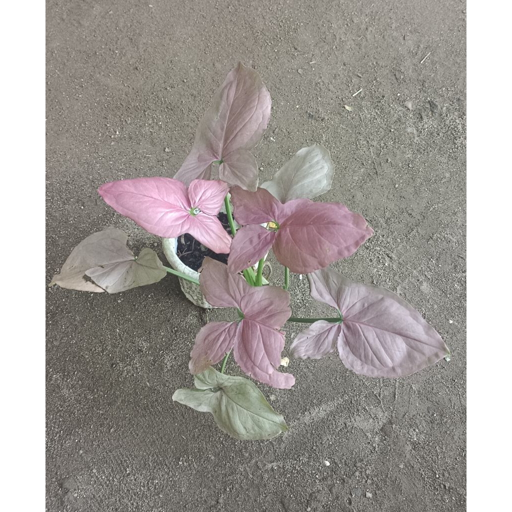 Syngonium Pink Perfection