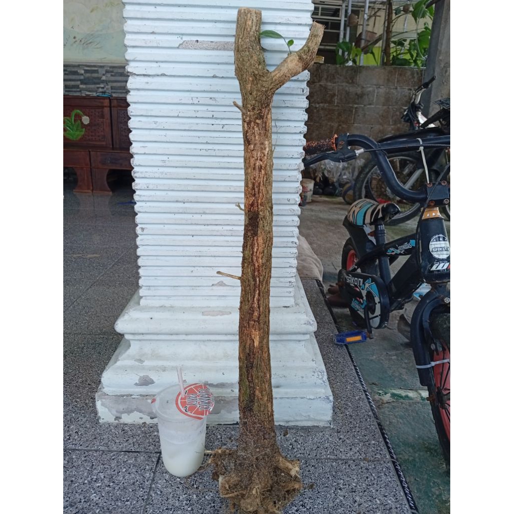 kemuning dongkelan akar batang kemuning lokal bahan bonsai