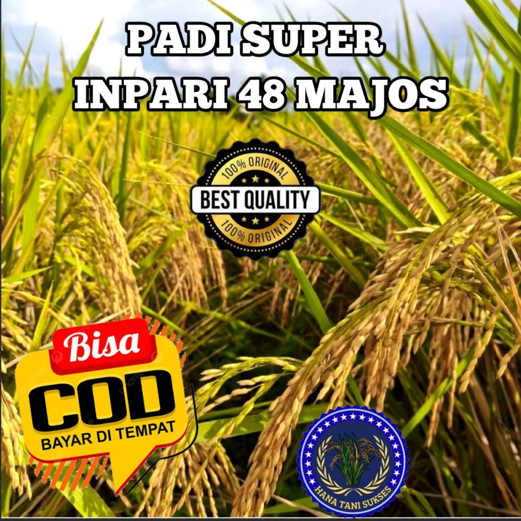 BENIH PADI BIBIT PADI SUPER  INPARI 48 MAJOS