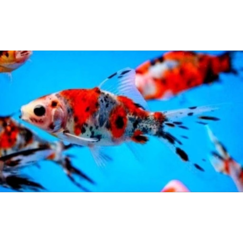 komet pancawarna -+10cm,  10 ekor. ikan hias aquascape aquatic air tawar Akuarium