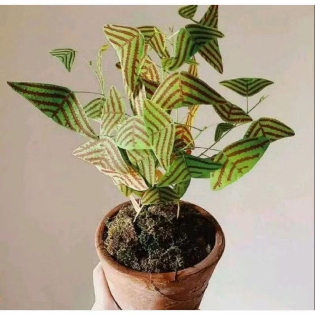 ( BISA COD ) PROMO Bunga Hias Kupu-Kupu Batik Oxalis / Tanaman Hias Kupu Kupu Tanaman Hidup Kupu-Kup