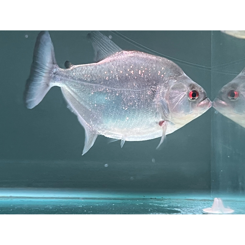 serrasalmus rhombeus black diamond