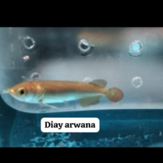 new link jardini batik red pearl