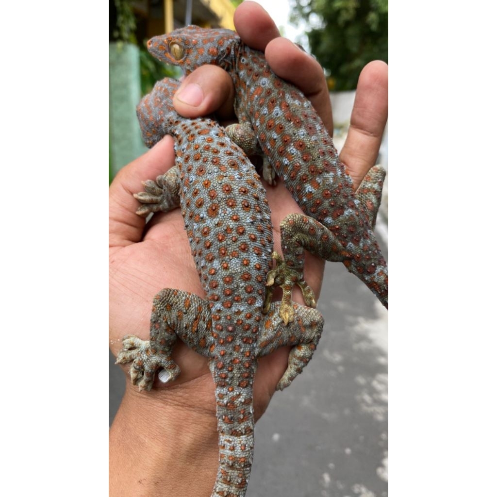 MAINAN TOKEK BESAR 1PSNG