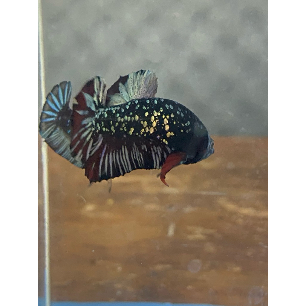 Realpict pair cupang avatar