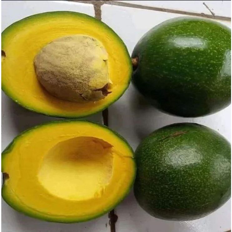 Bibit Alpukat Miki Super Cepat Berbuah 1-2 Tahun Sambung Pucuk Cangkok Akar Kuat Mudah Hidup Di Data