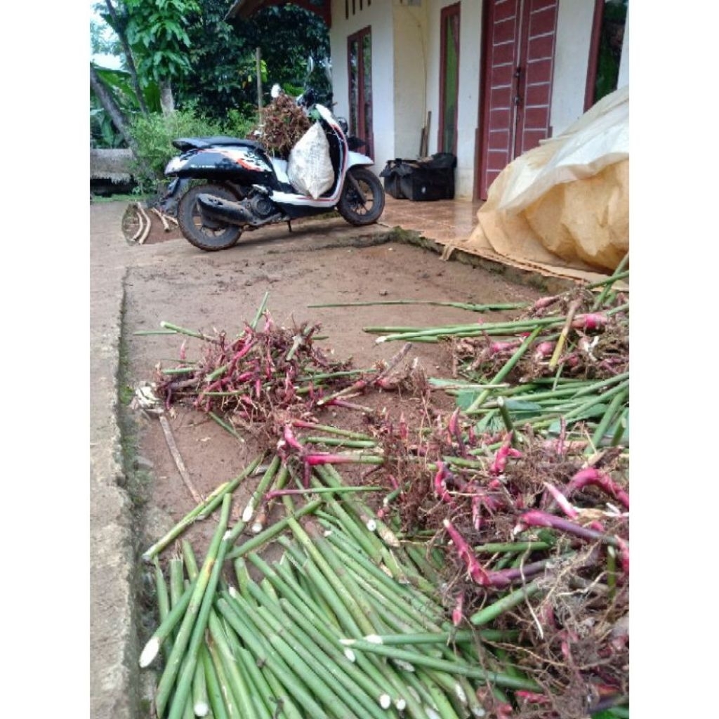 BIBIT KAPULAGA HIBRIDA ASLI / BIBIT KAPULAGA LOKAL KAPULAGA HIBRIDA MERAH