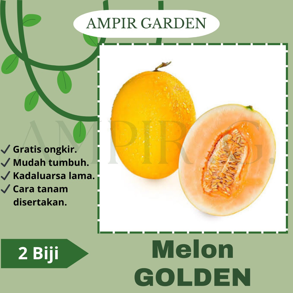 2 Biji Benih Melon GOLDEN Buah Melon Kuning Tanaman Melon Manis Yellow