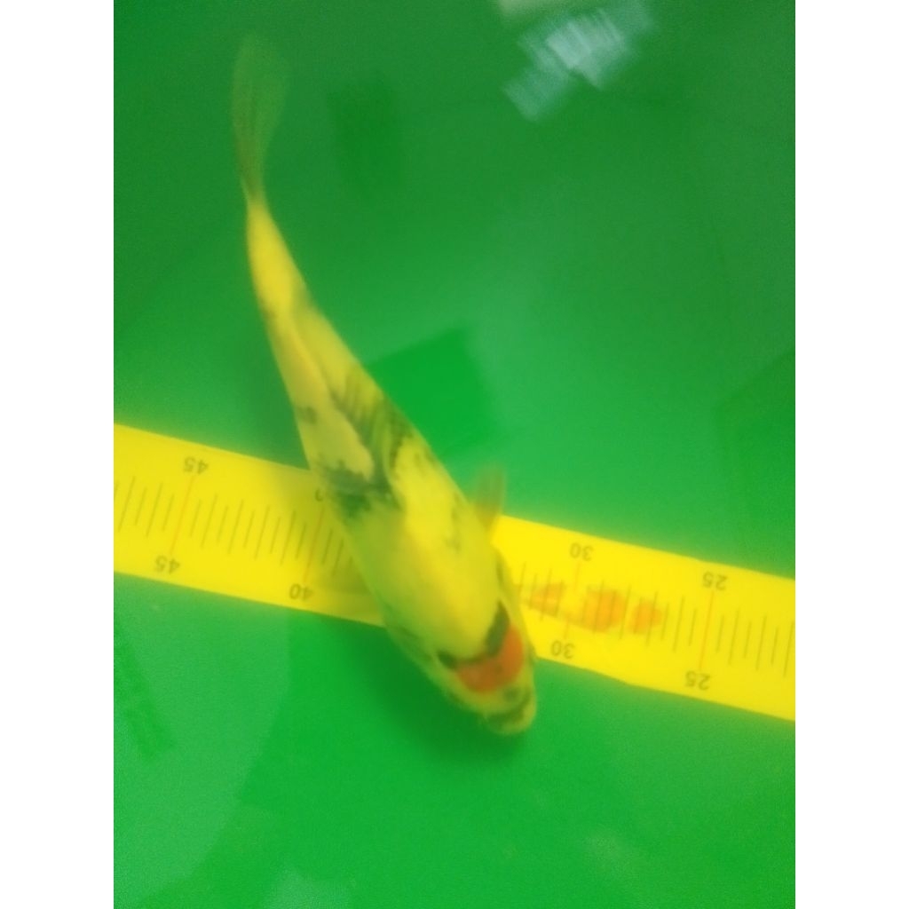 Ikan koi jenis Tancho Showa tategoi 31cm