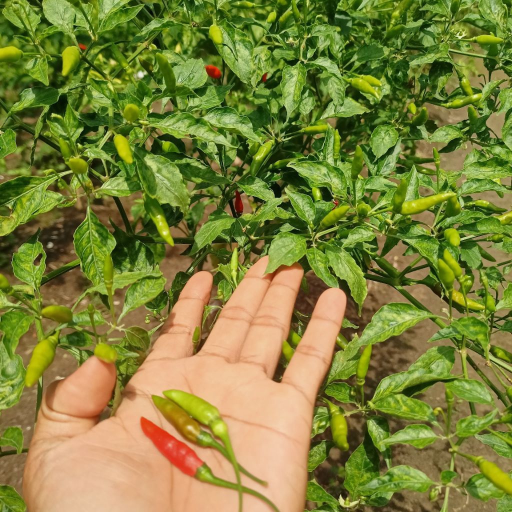 Cabe rawit merah hijau 250g  | Cabe hiyung | Cabe Pedas