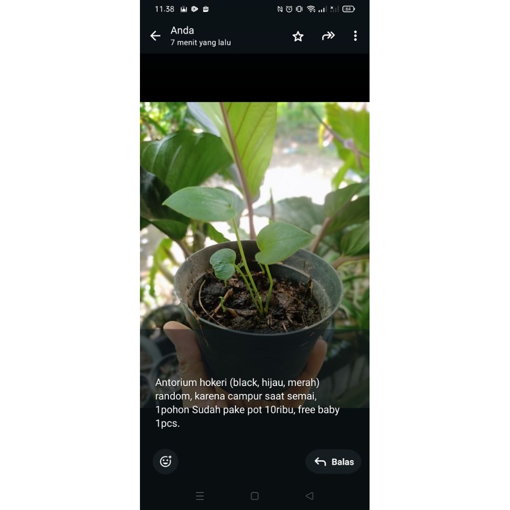 Anthurium hookeri, antorium hokeri (black. hijau, merah)