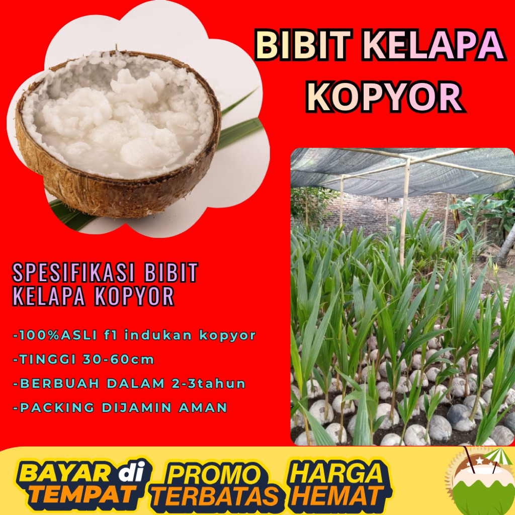 PROMO  Bibit Kelapa Kopyor, Bibit Kelapa Kopyor Asli, Bibit Kelapa Kopyor Bersertifikat