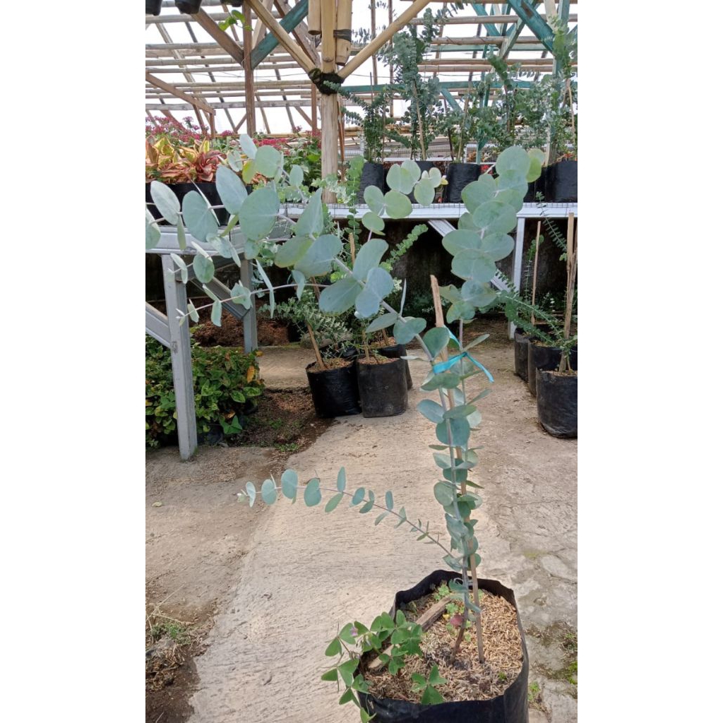 Tanaman indoor Eucalyptus cinerea 'Silver Dollar',