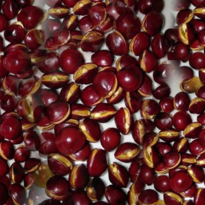 Cemilan Biji Saga Sangrai Siap Makan 500gr Cita Rasa Alami Tradisi Nusantara