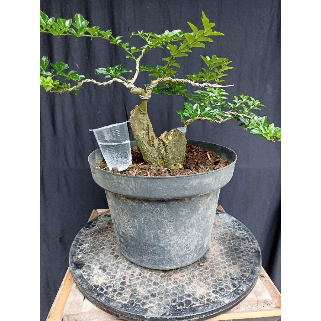 Bonsai jeruk kingkit/Bahan bonsai jeruk kingkit