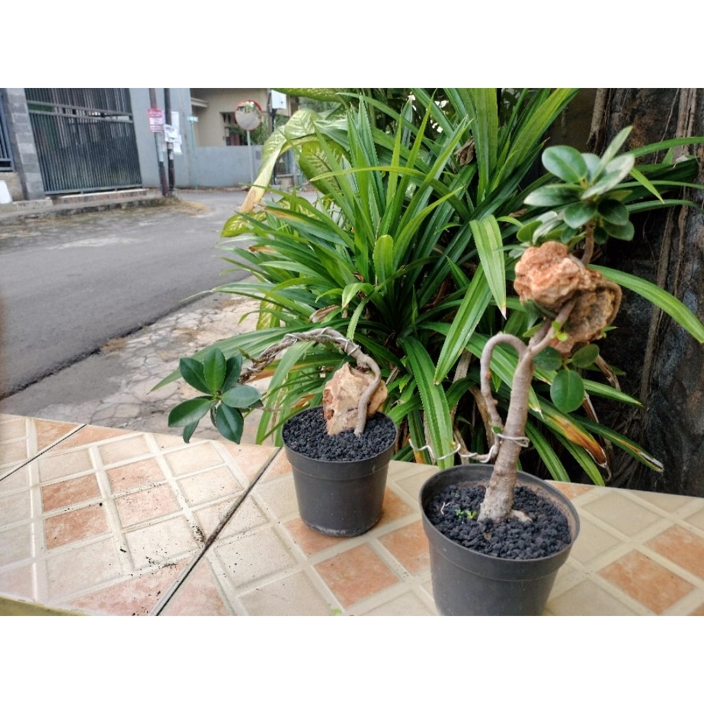 bundling tanaman beringin mikro dolar, bentuk unik.