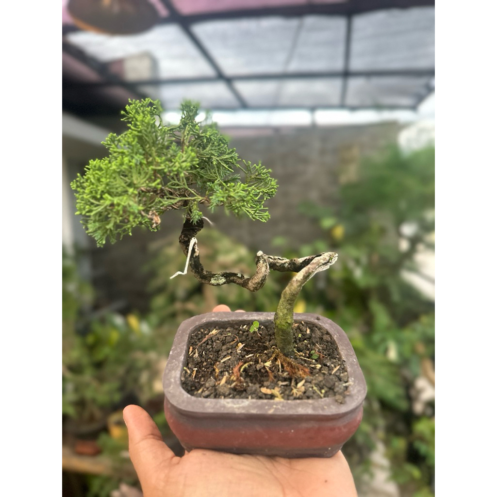 Bonsai Mame Cemara Sargenti