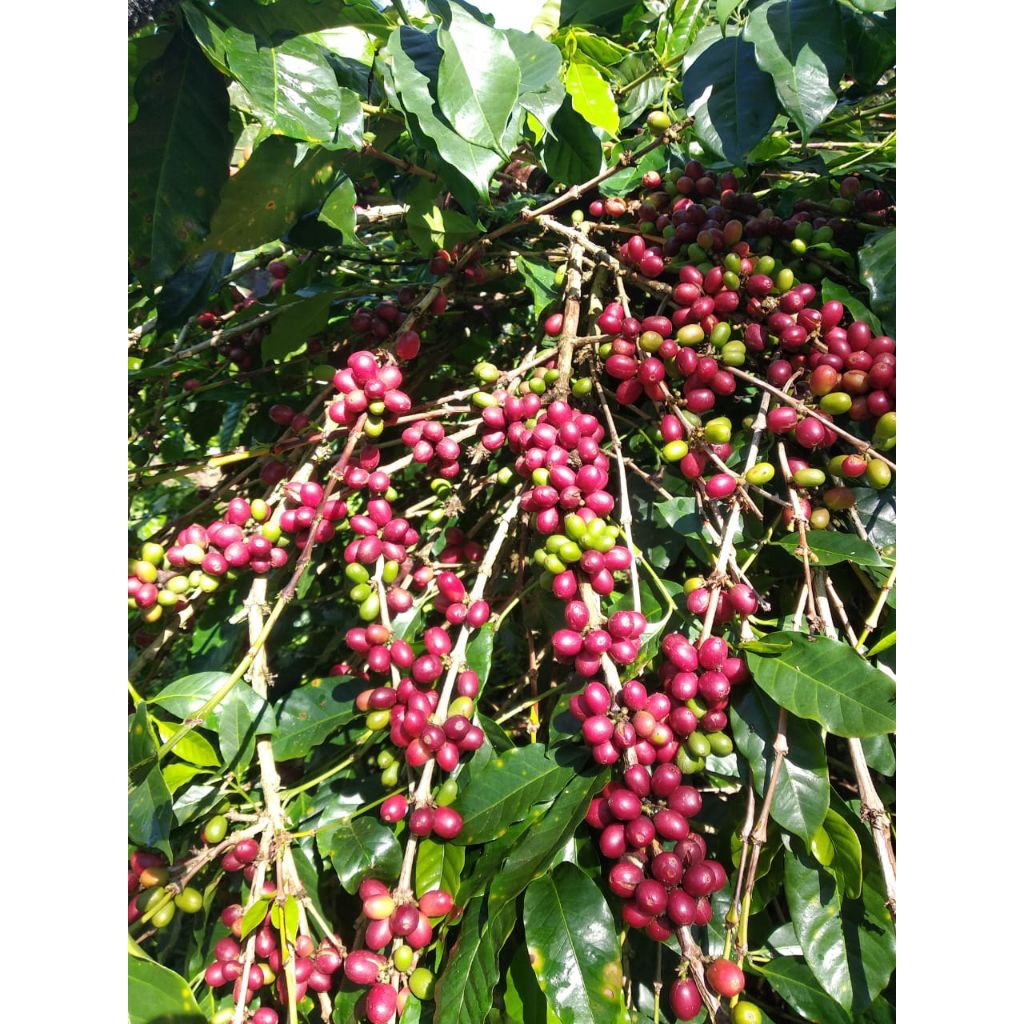 Bibit Benih Unggul Kopi Biji Gabah Arabica Gayo Ateng Super 500gr