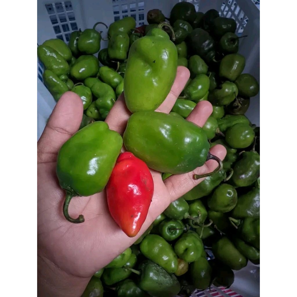 CABAI GENDOT