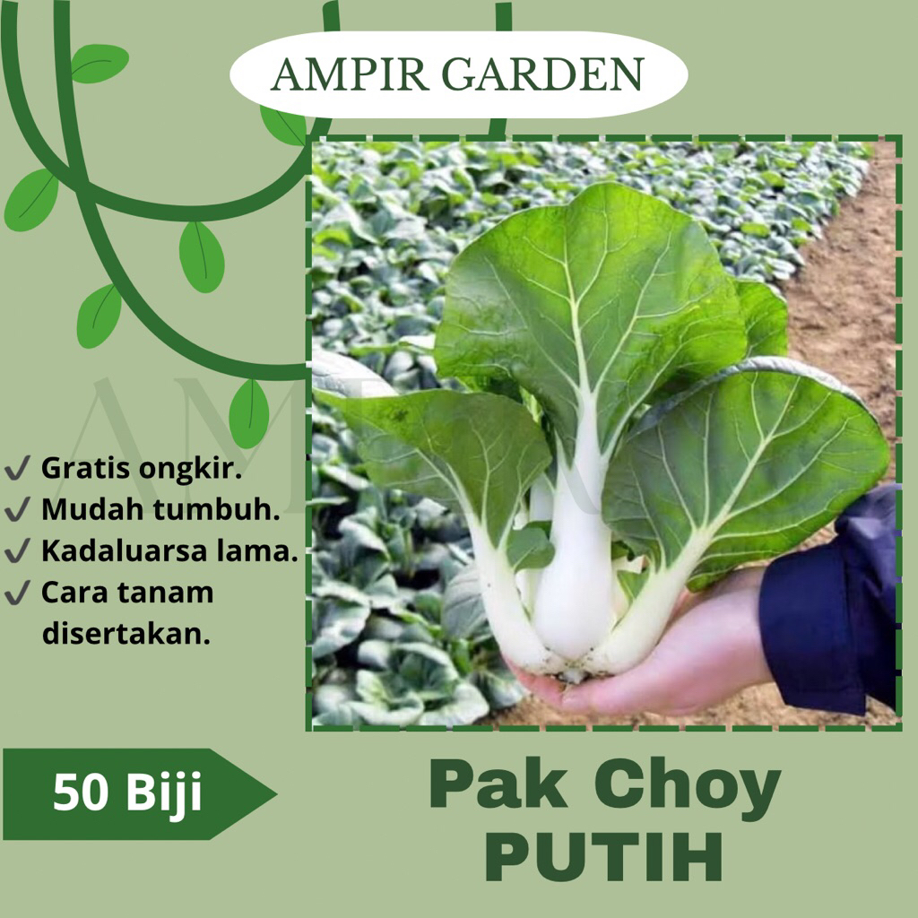 50 Biji Benih Sawi PAK CHOY PUTIH Sayuran PakChoy Putih Tanaman Berkualitas / PakChoy White