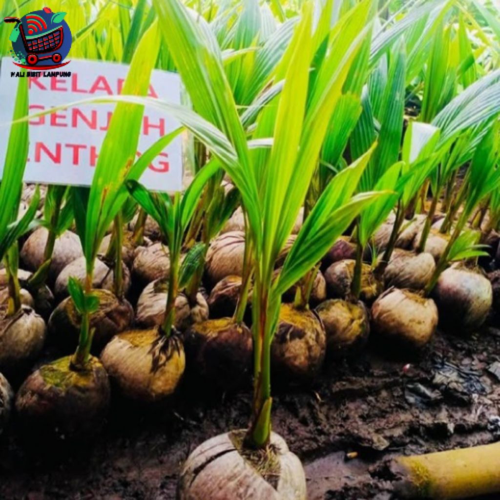 Bibit kelapa genjah entok super genjah pohon pendek sudah berbuah