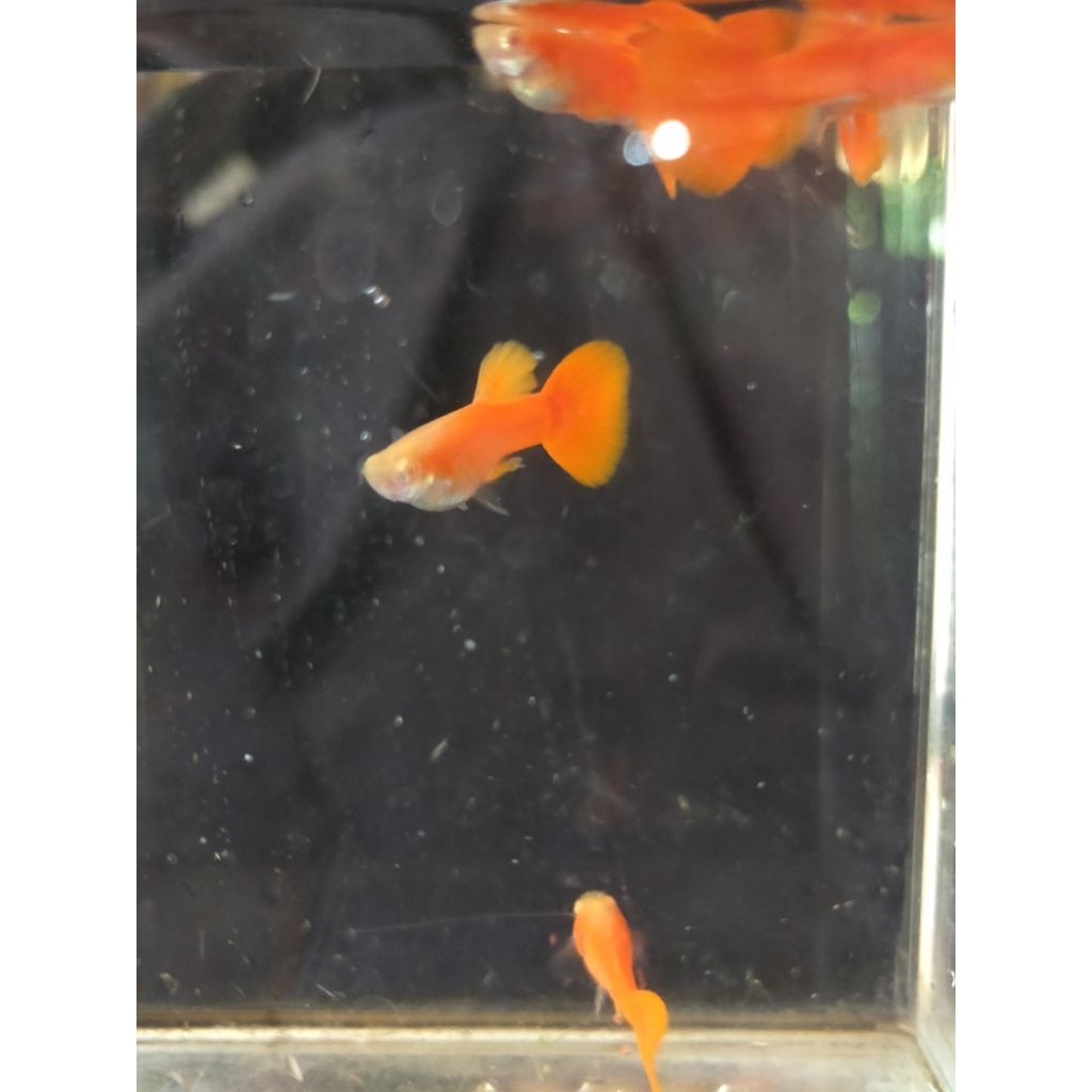 Albino Full Red Grade A remaja, berkualitas, Guppy AFR
