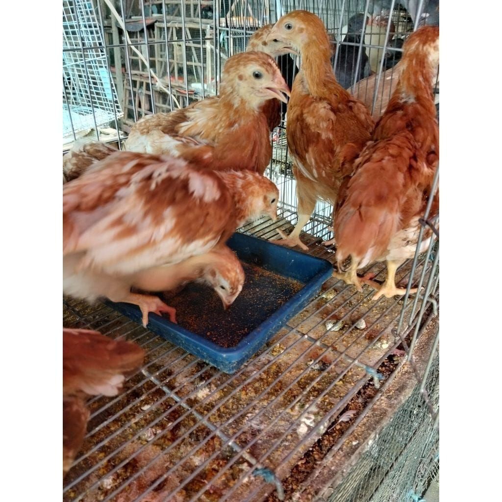 AYAM PETELUR USIA 2 BULAN BETINA ( SUDAH DI VAKSIN)