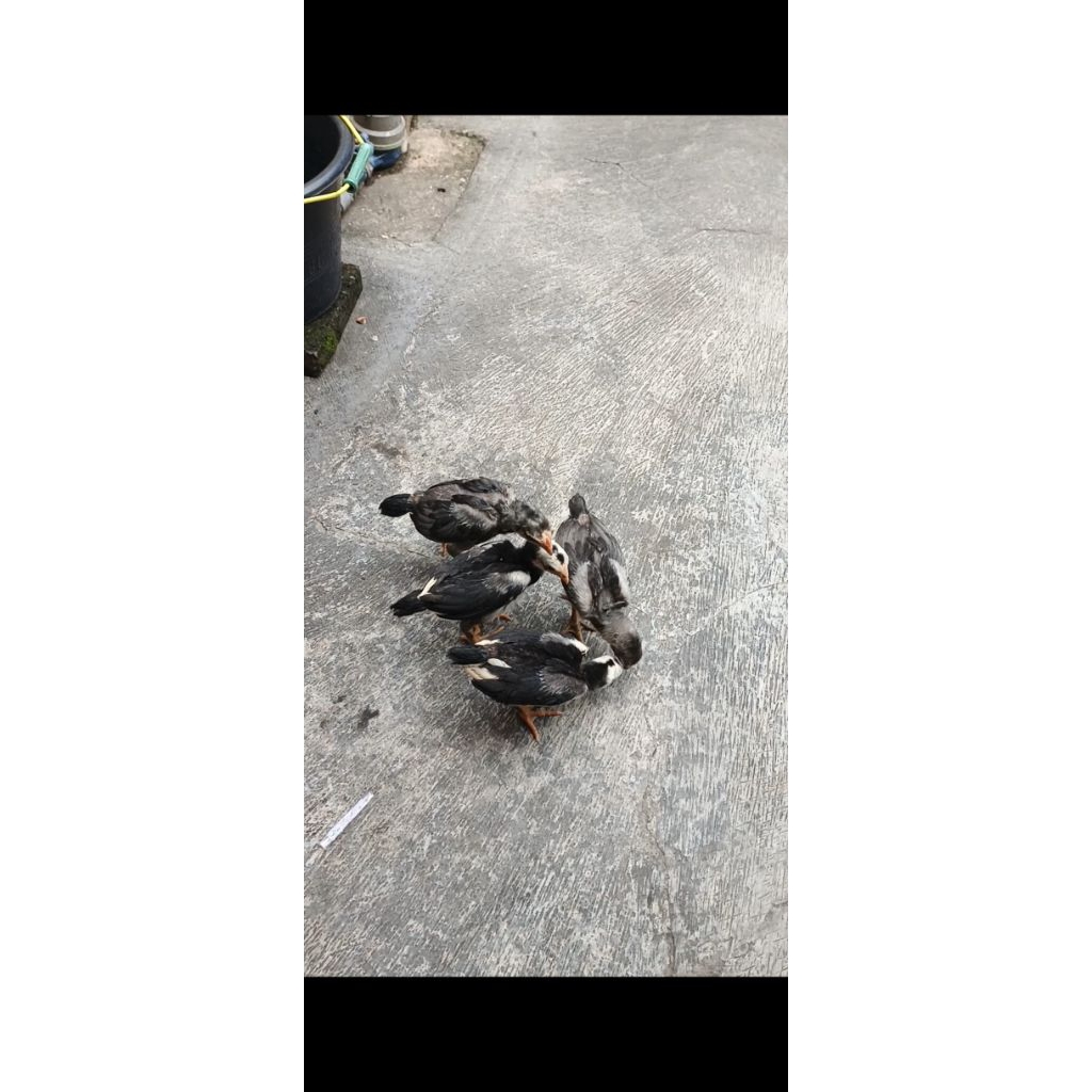 Ayam Ekor Lidi / Ayam bangkok / anak ayam / ayam hias ekor lidi / ayam hias