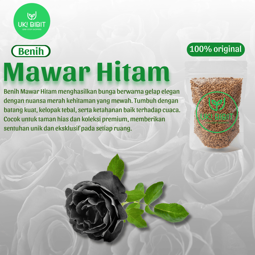 ( 10 Butir ) Benih Biji Bunga Mawar Hitam