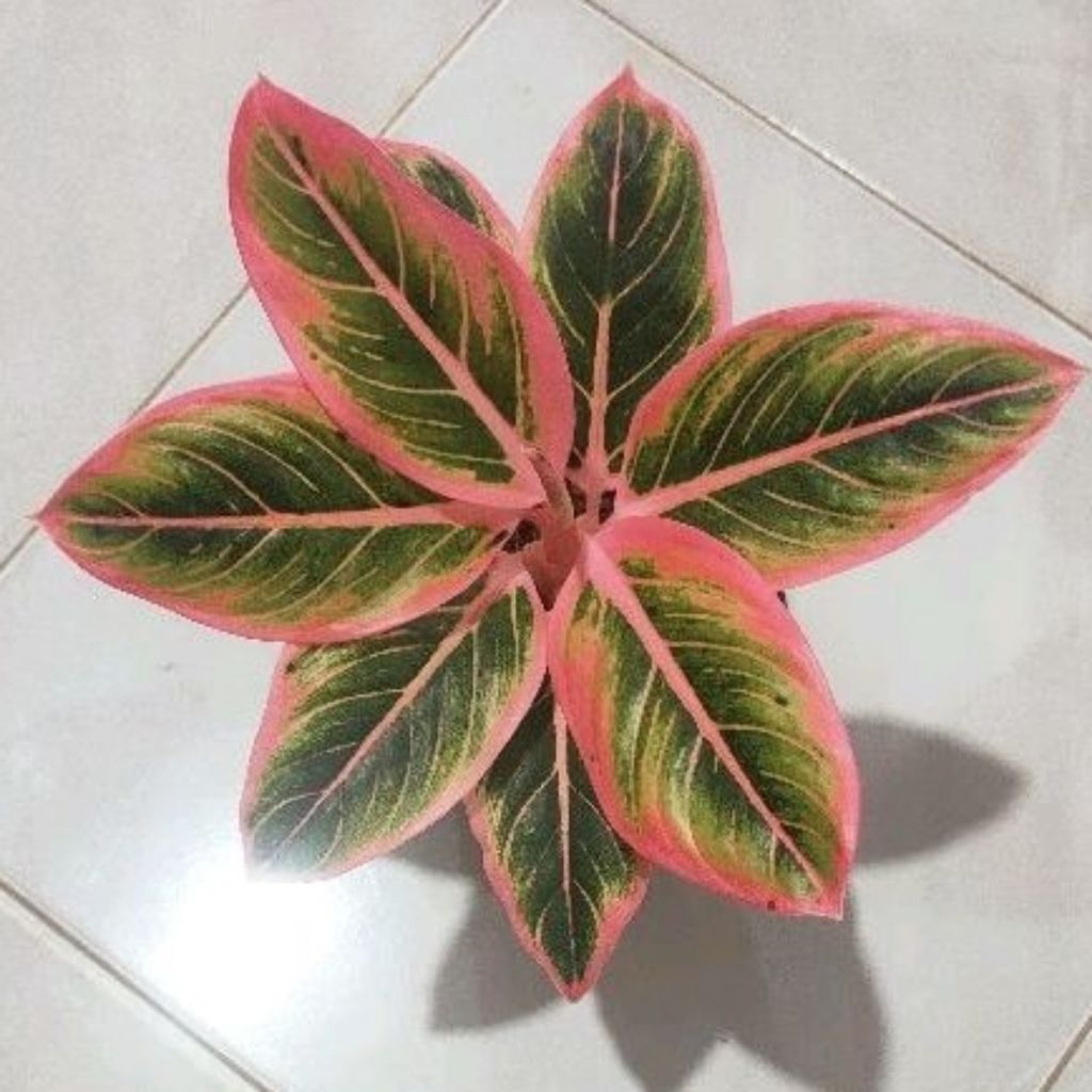 Termurah aglonema Lotus daun 3 4 5 terjamin original