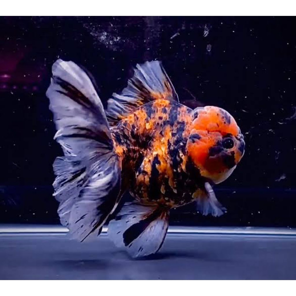 paket 3 ekor koki panca warna perhiasan aquarium cantik