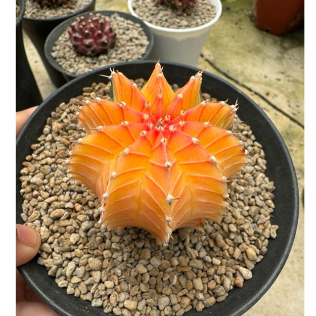 Tanaman Kaktus Gymnocalycium LB varigata