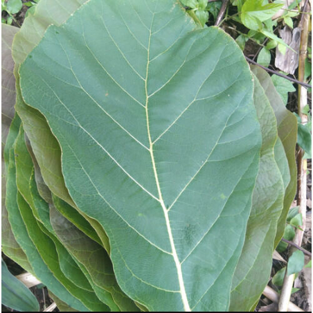 1 Kg Daun Jati Segar / 500 Gram Daun Jati Untuk Bungkus Makanan