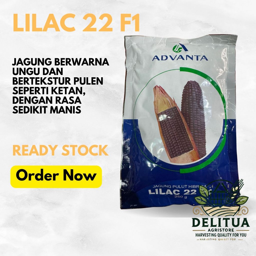 Jagung Pulut Hibrida Lilac 22 F1 Advanta Ungu Manis