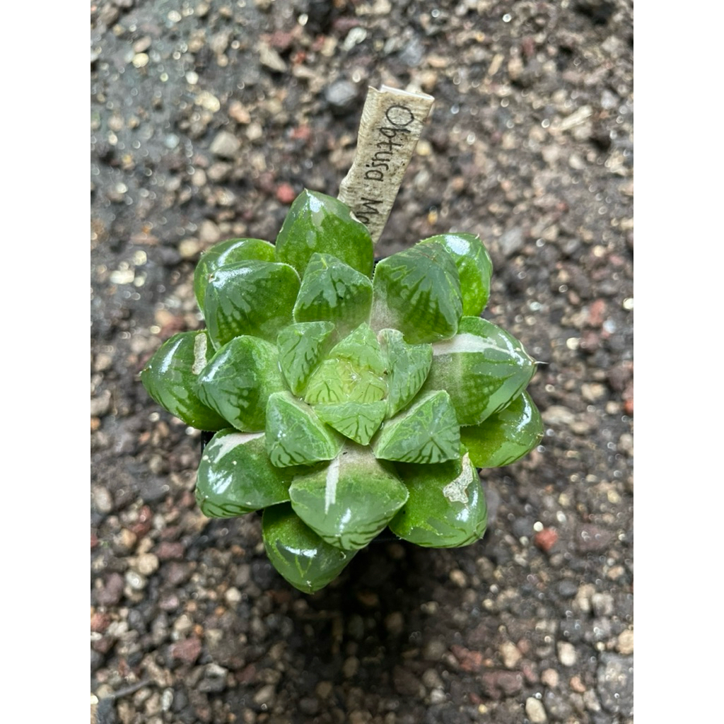 Haworthia Obtusa Marin Variegata