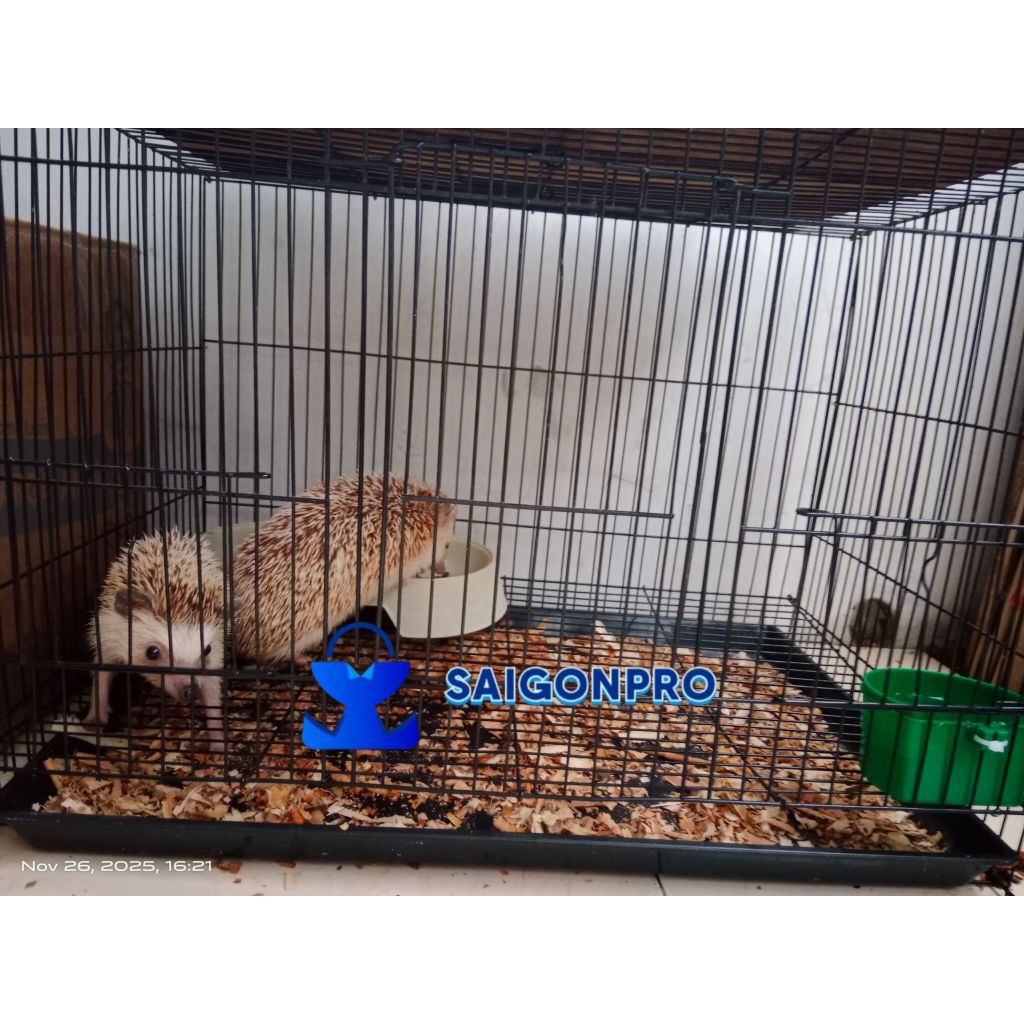 Landak Mini Indukan Sudah Beranak Bonus Kandang dan Pakan