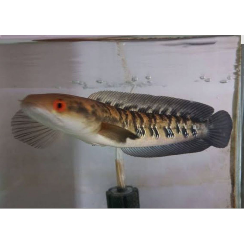 BOX MARU YS BATIK GACOR