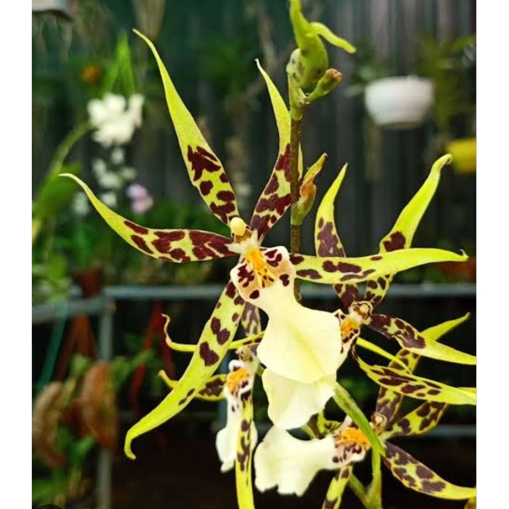 Oncydium Brassia Yellow