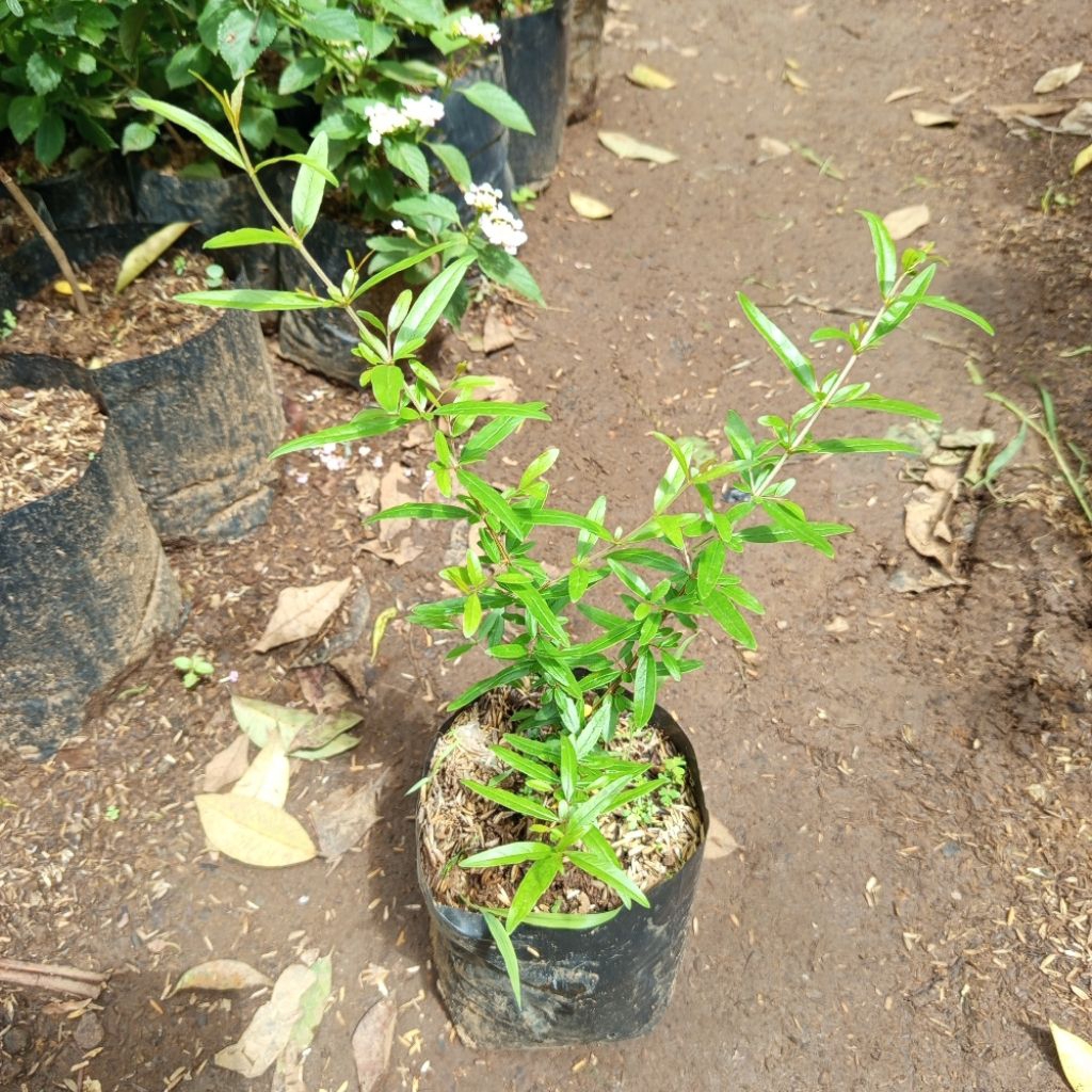 Bibit Delima Merah Unggul Cepat Berbuah | Buah Merah Manis & Tebal | Tabulampot Unggul