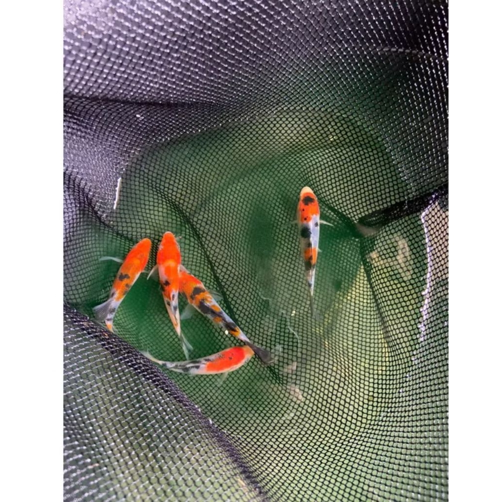 Hiasan aquarium BELI 10 BONUS 1 - Ikan Koi kecil -IKAN KOI BLITAR BIBIT UNGGUL 4-7 cm bergaransi