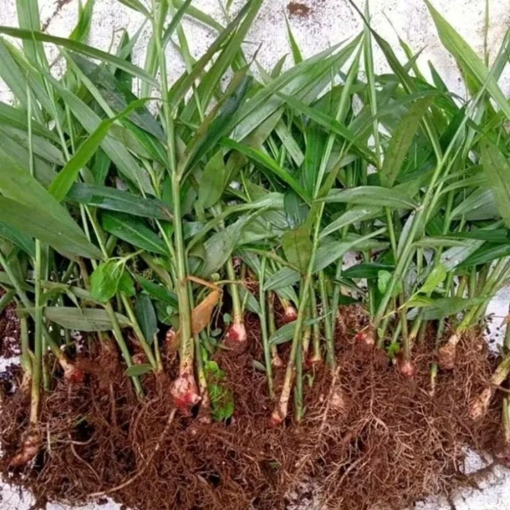 Bibit Jahe Merah Super Siap Tanam Tinggi