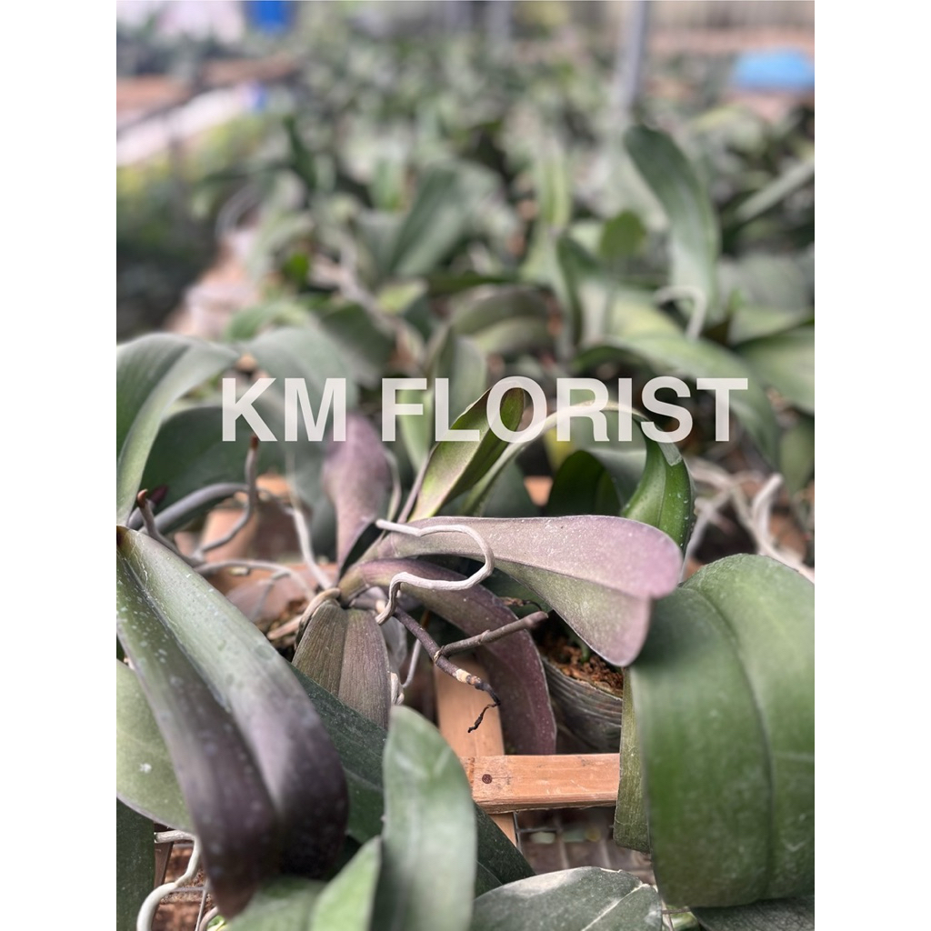 anggrek bulan dewasa anggrek phalaenopsis dewasa tanaman anggrek bulan anggrek bulan siap berbunga a