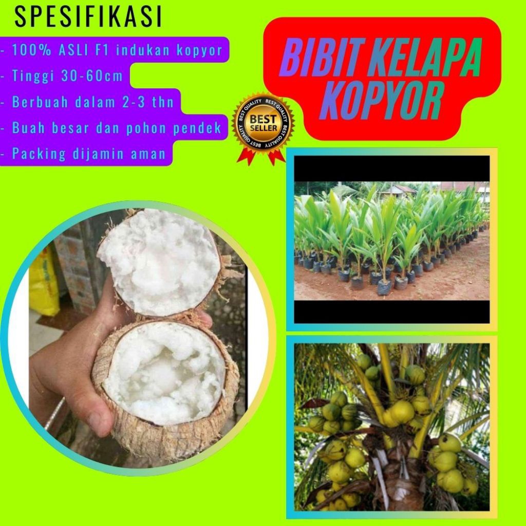 PROMO  Bibit Kelapa Kopyor, Bibit Kelapa Kopyor Asli, Bibit Kelapa Kopyor Bersertifikat